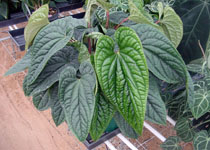Anthurium radicans x dresslerii