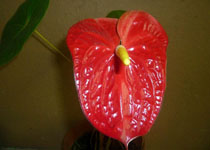 Anthurium 'Top Gun' 