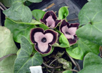 Asarum 'Green Panda' 