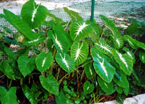 Colocasia esculenta 'Nancy's Revenge' 