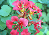 Bauhinia galipinnii 'Pride of the Cape' 