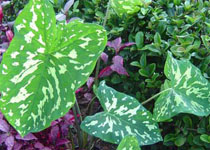 Caladium praeterissum 'Hilo Beauty' 