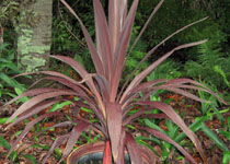 Cordyline obtecta 'Albatross' 