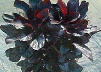 Cordyline terminalis 'Chocolate' 