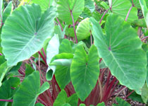 Colocasia esculenta 'Red Stem' 