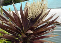 Cordyline obtecta 'Falcon' 