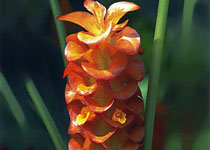 Curcuma roscoanna 'Jewel of Burma' 