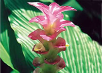 Curcuma cordata 'Jewel of Thailand' 