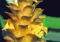 Curcuma 'Kymar Orange' 