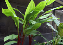 Curcuma 'Scarlet Fever' 