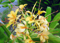 Hedychium 'Anne Bishop' 