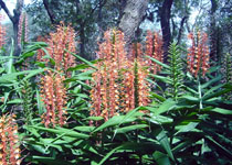 Hedychium coccineum 'Disney' 