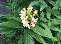 Hedychium 'Dr. Moy' 