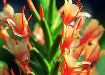 Hedychium 'Pink V' 