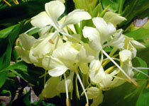 Hedychium flavum 'Yellow Butterfly' 