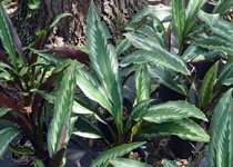 Kaempferia rotunda 'Raven' 