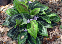 Kaempferia pulchra 'Silver Spot' 