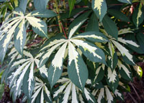 Manihot esculenta 'Variegata' 