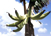 Musa 'African Rhino Horn' 