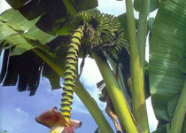 Musa 'Dwarf Brazilian' 