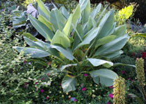 Musella lasiocarpa
