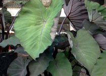 Colocasia esculenta 'Hawaiian Eye' 