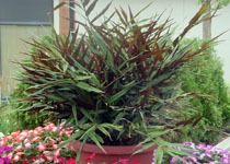 Alpinia luteocarpa 'Bamboo Ginger' 