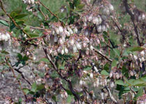 Vaccinium 'Ochlockonee' 