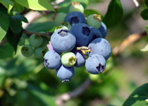 Vaccinium 'Palmetto' 