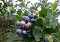 Vaccinium 'Scintilla' 