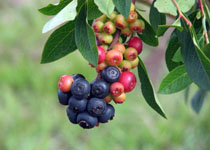 Vaccinium 'Summer Sunset' 