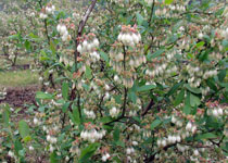 Vaccinium 'Vernon' 