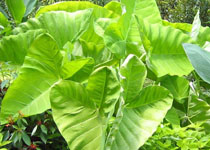 Xanthosoma aurea 'Lime Zinger' 