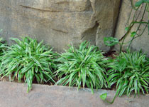 Chlorophytum laxum 'Bichetii' 