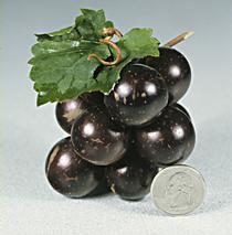 Vitis 'Southern Jewel' 