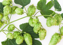 Humulus lupulus 'Cascade' 