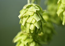 Humulus lupulus 'Centennial' 