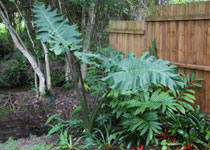 Alocasia 'Megalodon™' 