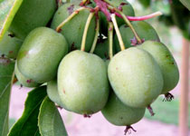 Actinidia arguta 'Ogden Point' 
