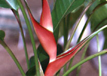 Heliconia stricta 'Dwarf Jamaican' 