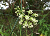 Asclepias verticillata