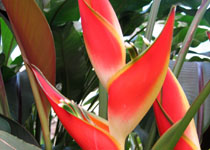 Heliconia stricta 'Sharonii' 