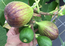 Ficus carica 'GE Neri' 