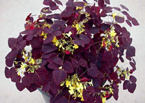 Oxalis hedysaroides 'Rubra' 