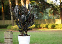 Zingiber malayensis 'Midnight Ginger' 