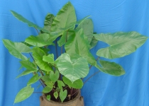 Alocasia 'Black Stem' 