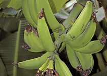 Musa 'Dwarf Puerto Rican' 