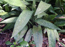 Aspidistra 'Milky Way' 