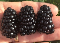 Rubus 'Caddo' 