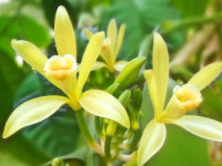 Vanilla planifolia 'Sunshine State Vanilla' 